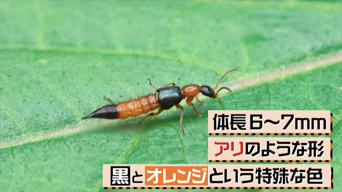 6 8月に激増 触れるだけで炎症を起こす危険な やけど虫 に注意 ザ 世界仰天ニュース 日本テレビ