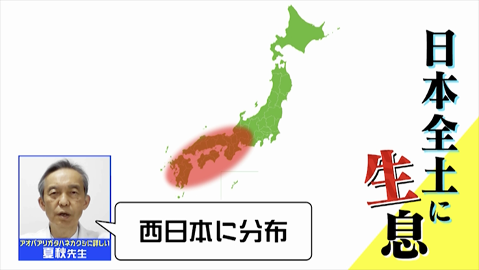 6 8月に激増 触れるだけで炎症を起こす危険な やけど虫 に注意 ザ 世界仰天ニュース 日本テレビ