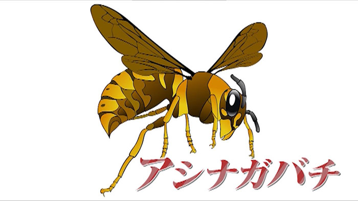 自宅で絶体絶命 これからの季節 要注意のアシナガバチ ザ 世界仰天ニュース 日本テレビ