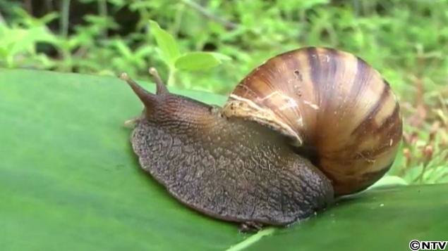 寄生虫 カタツムリ