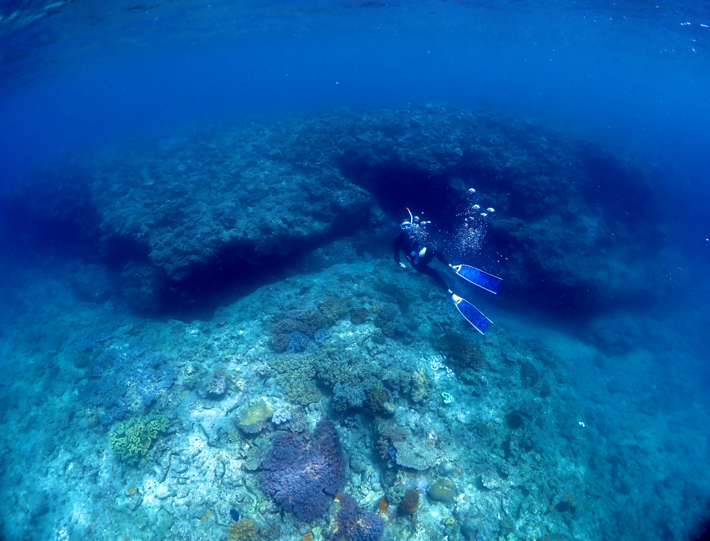 就活を終えた後、一人旅で見つけた新たな趣味、スキンダイビング。緊張から解放され、自然と一体になれる感覚が大好きです。