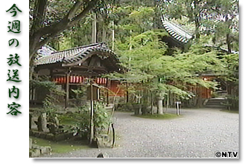 ���T�̕������e