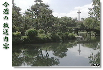 ���T�̕������e