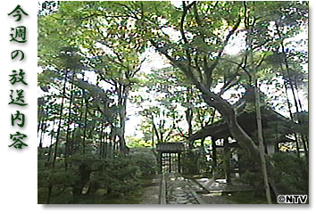 ���T�̕������e