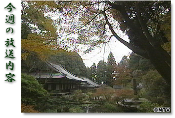 ���T�̕������e