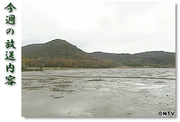 ���T�̕������e