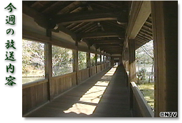 ���T�̕������e