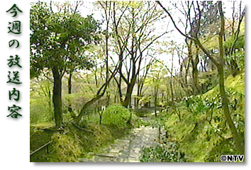 ���T�̕������e