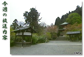 ���T�̕������e