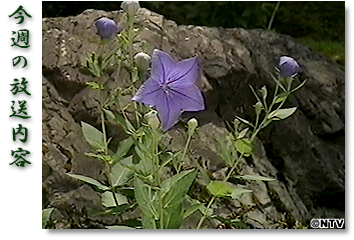 今週の放送内容