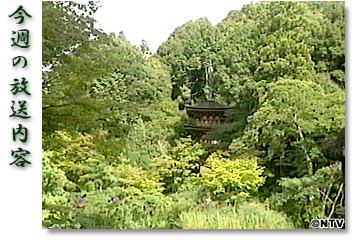 ���T�̕������e