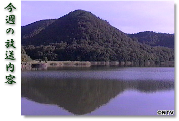 ���T�̕������e