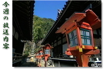 ���T�̕������e