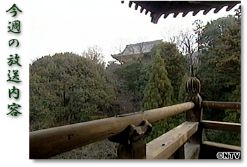 ���T�̕������e