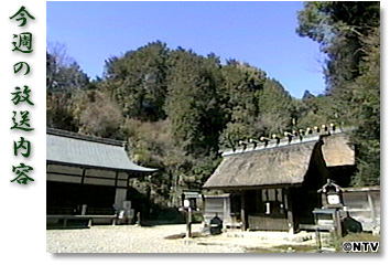 ���T�̕������e