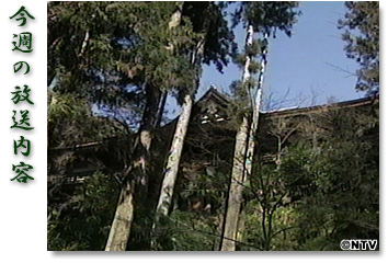 ���T�̕������e