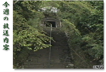 ���T�̕������e