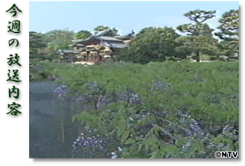 ���T�̕������e