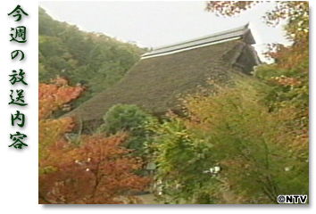 ���T�̕������e