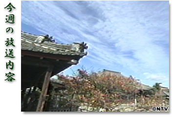 ���T�̕������e