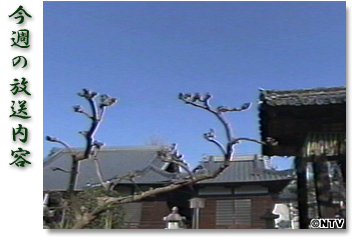 ���T�̕������e