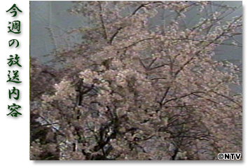 ���T�̕������e