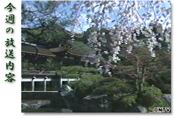 ���T�̕������e