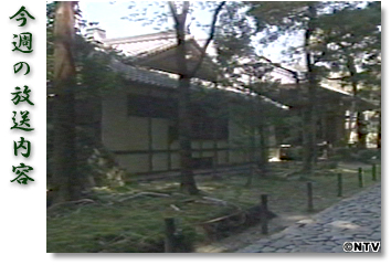 ���T�̕������e