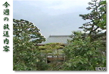 ���T�̕������e