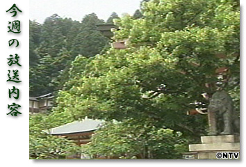 ���T�̕������e