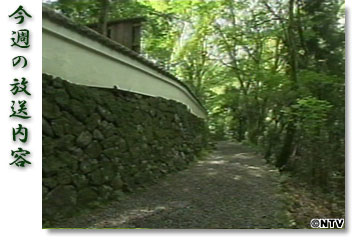 ���T�̕������e