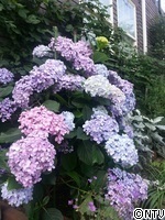 20130623_0845371.jp.jpg