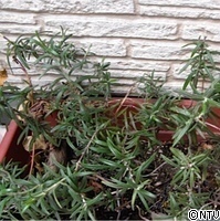 1  ローズマリー.jpg