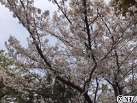 sakura2016.jpg