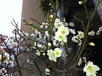 ume-no-hana.jpg
