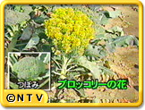 ブロッコリーの花