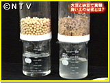 納豆と大豆　水の量比較