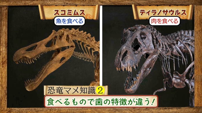 恐竜王国・福井県 多くの化石が見つかる理由とは？福井県立恐竜博物館 