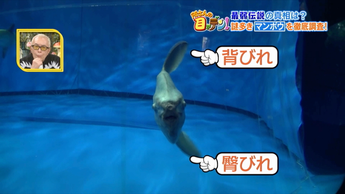 意外と知られていないマンボウの生態 “昼寝”の理由や海中で食べている