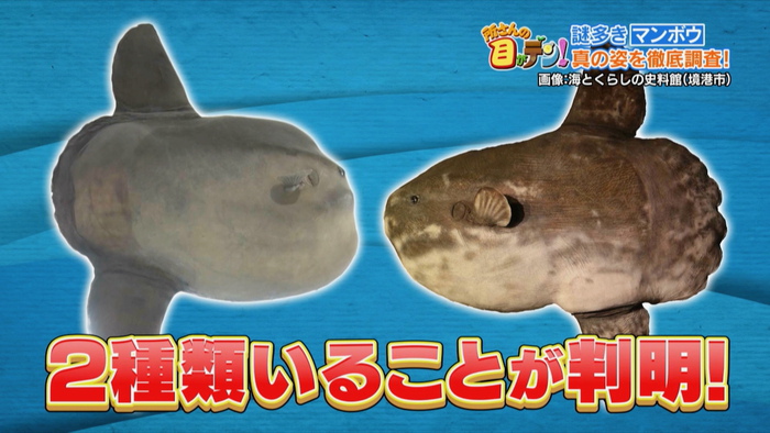 意外と知られていないマンボウの生態 “昼寝”の理由や海中で食べている