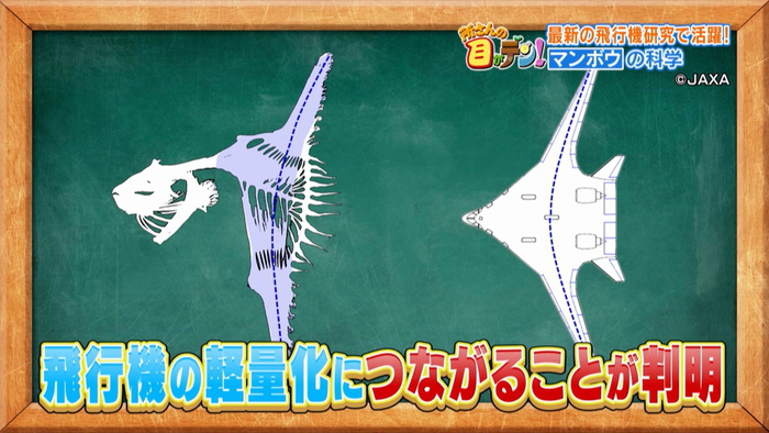 専用ページ マンボウ様 意外と知られていないマンボウの生態 “昼寝”の理由や海中で食べている
