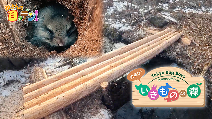 次回（2025年4月6日）の所さんの目がテン！は…いきものの森の本格的な