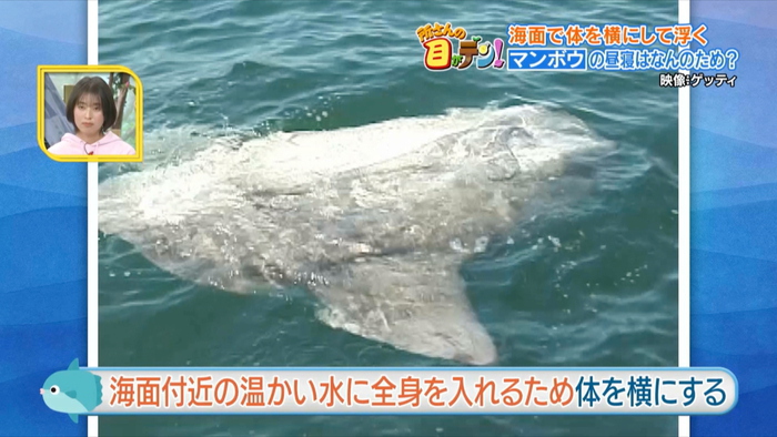 意外と知られていないマンボウの生態 “昼寝”の理由や海中で食べている