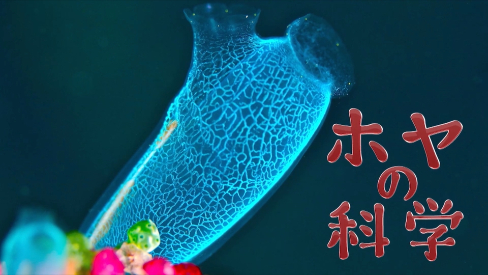 謎の生き物・ホヤの魅力とは？金属空気電池への活用も【2024/9/15 所