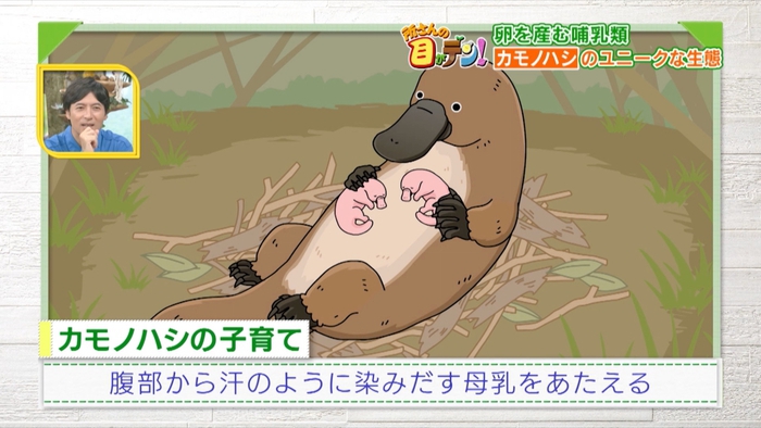 カモノハシの生態をオーストラリア・タスマニアで調査 哺乳類の進化も