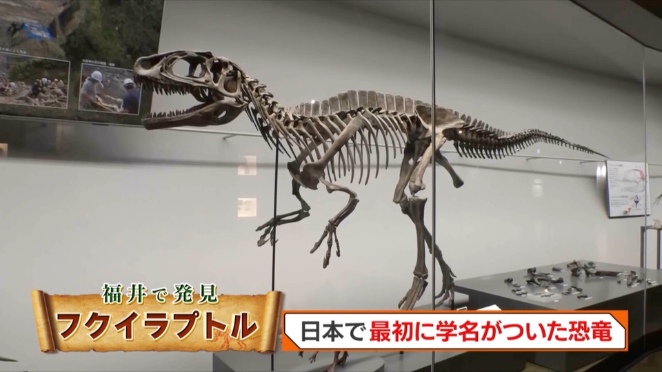 本物特大 博物館級 恐竜 ハドロサウルスの脛骨 化石 モンタナ ネーム