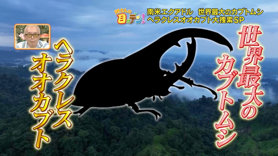 エクアドルでヘラクレスオオカブトを探す