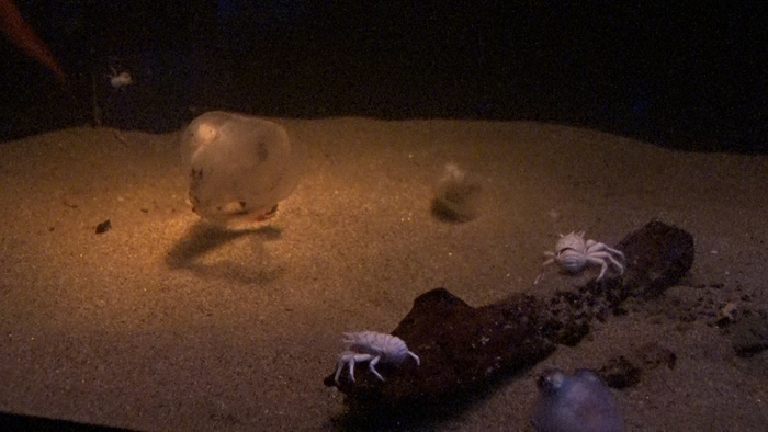 所さんの目がテン！」取材中に深海生物「オオグチボヤ」を発見！現在新