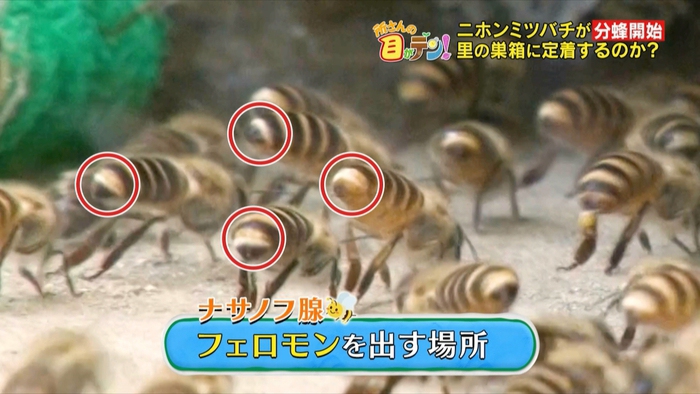 かがくの里」ミツバチの分蜂の様子を全て映像に収めることに成功【2025 