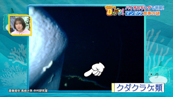 意外と知られていないマンボウの生態 “昼寝”の理由や海中で食べている